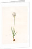 Ornithogalum thyrsoides, Ornithogale en Thyrse; Chincherinchee or African Wonder Flower by Pierre Joseph Redouté