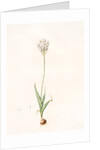 Ornithogalum thyrsoides, Ornithogale en Thyrse; Chincherinchee or African Wonder Flower by Pierre Joseph Redouté