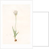 Ornithogalum thyrsoides, Ornithogale en Thyrse; Chincherinchee or African Wonder Flower by Pierre Joseph Redouté