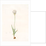 Ornithogalum thyrsoides, Ornithogale en Thyrse; Chincherinchee or African Wonder Flower by Pierre Joseph Redouté