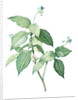 Tradescantia erecta, Tinantia fugax; Ephémère droite by Pierre Joseph Redouté