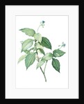 Tradescantia erecta, Tinantia fugax; Ephémère droite by Pierre Joseph Redouté