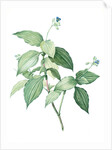 Tradescantia erecta, Tinantia fugax; Ephémère droite by Pierre Joseph Redouté