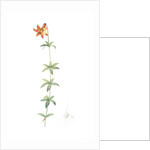 Lilium penduliflorum, Lilium canadense; lis à fleur pendante, Canadian lily; meadow lily by Pierre Joseph Redouté