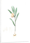 Fritillaria latifolia, Fritillaire à large feuille, Broad-leaved Fritillaria by Pierre Joseph Redouté
