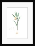 Fritillaria latifolia, Fritillaire à large feuille, Broad-leaved Fritillaria by Pierre Joseph Redouté