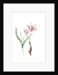 Colchicum variegatum, Colchique tacheté; Greek Autumn-Crocus by Pierre Joseph Redouté