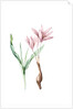 Colchicum variegatum, Colchique tacheté; Greek Autumn-Crocus by Pierre Joseph Redouté