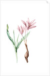 Colchicum variegatum, Colchique tacheté; Greek Autumn-Crocus by Pierre Joseph Redouté