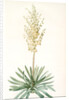 Yucca filamentosa, Yucca a filaments; Adams-needle (enlarged) by Pierre Joseph Redouté