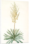 Yucca filamentosa, Yucca a filaments; Adams-needle (enlarged) by Pierre Joseph Redouté