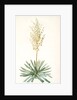 Yucca filamentosa, Yucca a filaments; Adams-needle (enlarged) by Pierre Joseph Redouté