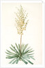 Yucca filamentosa, Yucca a filaments; Adams-needle (enlarged) by Pierre Joseph Redouté