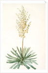 Yucca filamentosa, Yucca a filaments; Adams-needle (enlarged) by Pierre Joseph Redouté