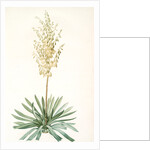 Yucca filamentosa, Yucca a filaments; Adams-needle (enlarged) by Pierre Joseph Redouté
