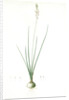 Ornithogalum tenuifolium, Ornithogalum graminifolium; Ornithogale à feuilles étroites, Rush-leaved Star of Bethlehem by Pierre Joseph Redouté