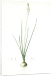 Ornithogalum tenuifolium, Ornithogalum graminifolium; Ornithogale à feuilles étroites, Rush-leaved Star of Bethlehem by Pierre Joseph Redouté