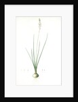 Ornithogalum tenuifolium, Ornithogalum graminifolium; Ornithogale à feuilles étroites, Rush-leaved Star of Bethlehem by Pierre Joseph Redouté