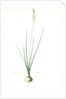 Ornithogalum tenuifolium, Ornithogalum graminifolium; Ornithogale à feuilles étroites, Rush-leaved Star of Bethlehem by Pierre Joseph Redouté