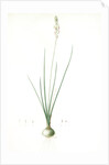 Ornithogalum tenuifolium, Ornithogalum graminifolium; Ornithogale à feuilles étroites, Rush-leaved Star of Bethlehem by Pierre Joseph Redouté
