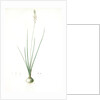 Ornithogalum tenuifolium, Ornithogalum graminifolium; Ornithogale à feuilles étroites, Rush-leaved Star of Bethlehem by Pierre Joseph Redouté