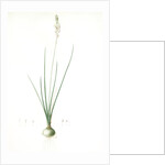 Ornithogalum tenuifolium, Ornithogalum graminifolium; Ornithogale à feuilles étroites, Rush-leaved Star of Bethlehem by Pierre Joseph Redouté