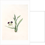 Epidendrum cochleatum, Ail à fleurs pendantes, Clamshell Orchid by Pierre Joseph Redouté