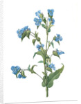 Commelina tuberosa, Commelina coelestis Comméline tubérose; Day-flower by Pierre Joseph Redouté