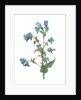 Commelina tuberosa, Commelina coelestis Comméline tubérose; Day-flower by Pierre Joseph Redouté
