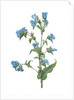 Commelina tuberosa, Commelina coelestis Comméline tubérose; Day-flower by Pierre Joseph Redouté