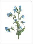 Commelina tuberosa, Commelina coelestis Comméline tubérose; Day-flower by Pierre Joseph Redouté