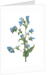 Commelina tuberosa, Commelina coelestis Comméline tubérose; Day-flower by Pierre Joseph Redouté