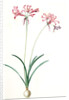 Amaryllis humilis, Nerine humilis; Amaryllis peu èlevèe, Nerine Lily by Pierre Joseph Redouté