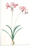 Amaryllis humilis, Nerine humilis; Amaryllis peu èlevèe, Nerine Lily by Pierre Joseph Redouté