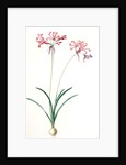 Amaryllis humilis, Nerine humilis; Amaryllis peu èlevèe, Nerine Lily by Pierre Joseph Redouté
