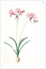 Amaryllis humilis, Nerine humilis; Amaryllis peu èlevèe, Nerine Lily by Pierre Joseph Redouté