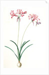 Amaryllis humilis, Nerine humilis; Amaryllis peu èlevèe, Nerine Lily by Pierre Joseph Redouté