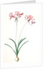 Amaryllis humilis, Nerine humilis; Amaryllis peu èlevèe, Nerine Lily by Pierre Joseph Redouté