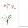 Amaryllis humilis, Nerine humilis; Amaryllis peu èlevèe, Nerine Lily by Pierre Joseph Redouté