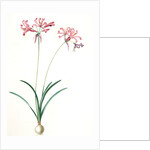 Amaryllis humilis, Nerine humilis; Amaryllis peu èlevèe, Nerine Lily by Pierre Joseph Redouté