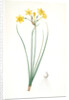 Narcissus jonquilla, Narcissus Jonquilla; Narcisse jonquille; Jonquil by Pierre Joseph Redouté