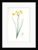 Narcissus jonquilla, Narcissus Jonquilla; Narcisse jonquille; Jonquil by Pierre Joseph Redouté