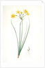 Narcissus jonquilla, Narcissus Jonquilla; Narcisse jonquille; Jonquil by Pierre Joseph Redouté