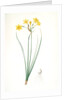 Narcissus jonquilla, Narcissus Jonquilla; Narcisse jonquille; Jonquil by Pierre Joseph Redouté