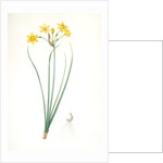 Narcissus jonquilla, Narcissus Jonquilla; Narcisse jonquille; Jonquil by Pierre Joseph Redouté