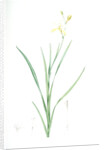 Ixia anemonae flora, Sparaxis bulbifera; Ixia fleur d'anémone, Wand flower by Pierre Joseph Redouté
