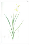 Ixia anemonae flora, Sparaxis bulbifera; Ixia fleur d'anémone, Wand flower by Pierre Joseph Redouté