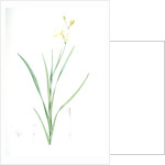 Ixia anemonae flora, Sparaxis bulbifera; Ixia fleur d'anémone, Wand flower by Pierre Joseph Redouté