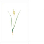 Lachenalia pallida, Lachanale pâle, Cape Cowslips by Pierre Joseph Redouté