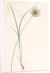 Allium longispathum, Allium paniculatum; Ail à longues spathes by Pierre Joseph Redouté